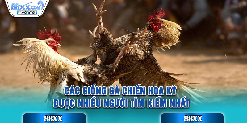 Các giống gà chiến Hoa Kỳ được nhiều người tìm kiếm nhất