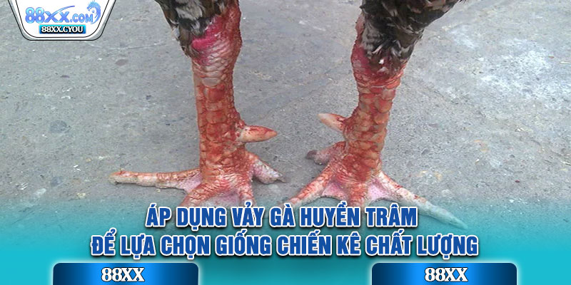 Áp dụng vảy gà huyền trâm để lựa chọn giống chiến kê chất lượng