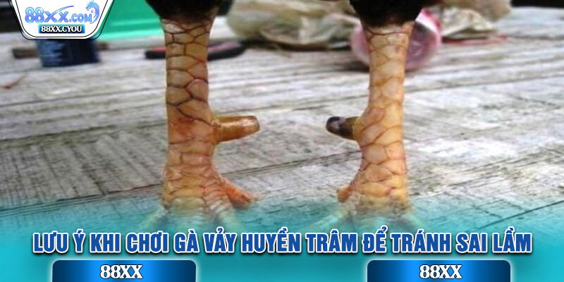 Lưu ý khi chơi gà vảy huyền trâm để tránh sai lầm