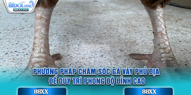 Phương pháp chăm sóc gà vảy phủ địa để duy trì phong độ đỉnh cao