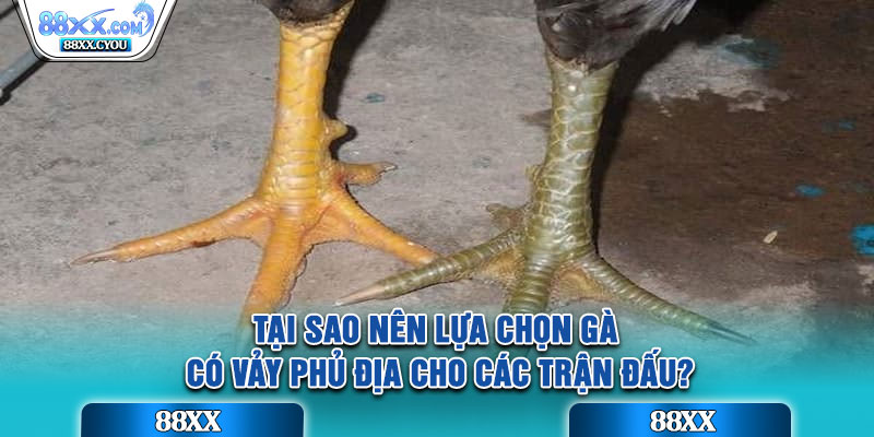 Tại sao nên lựa chọn gà có vảy phủ địa cho các trận đấu?