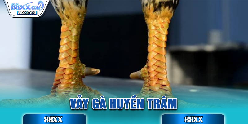 Vảy Gà Huyền Trâm