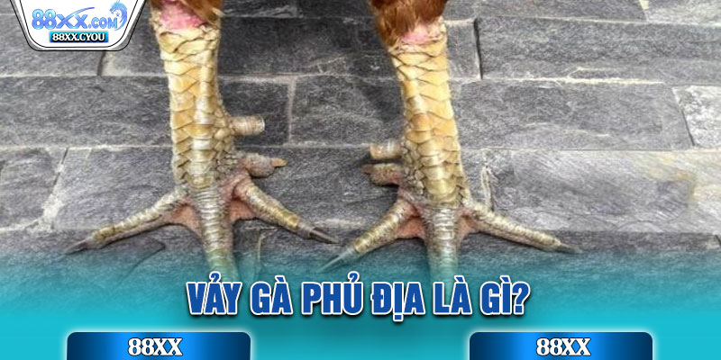 Vảy gà phủ địa là gì?